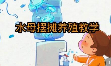 水母摆摊教学,包括摆摊技术、养殖技术、拿货渠道、抖音运营等-冒泡网