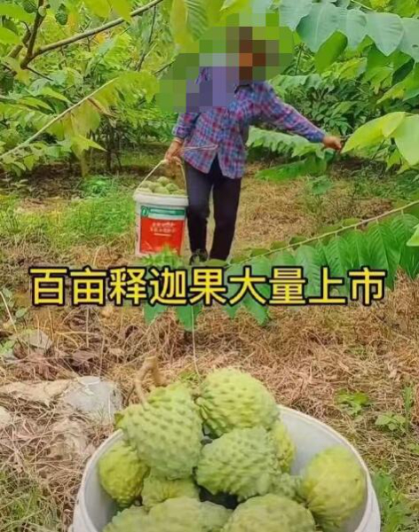 急转让或承包田阳坡洪陇升谷布屯50亩释迦果地(共有三千棵左右) 急转让或承包田阳坡洪陇升谷布屯50亩释迦果地(共有三千棵左右)