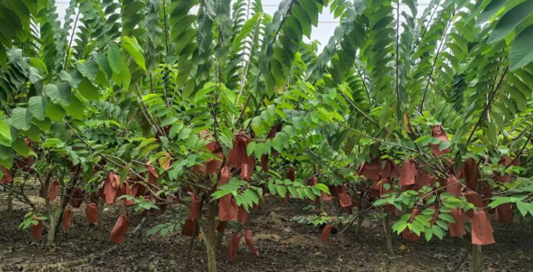 急转让或承包田阳坡洪陇升谷布屯50亩释迦果地(共有三千棵左右) 急转让或承包田阳坡洪陇升谷布屯50亩释迦果地(共有三千棵左右)