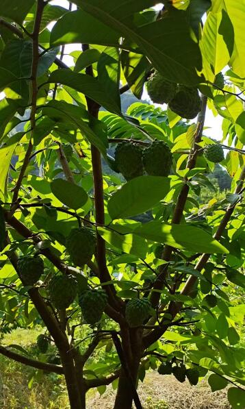 急转让或承包田阳坡洪陇升谷布屯50亩释迦果地(共有三千棵左右) 急转让或承包田阳坡洪陇升谷布屯50亩释迦果地(共有三千棵左右)