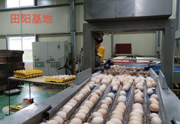 田阳区坡洪镇蛋鸡场招聘仓管/饲养员/捡蛋工 田阳区坡洪镇蛋鸡场招聘仓管/饲养员/捡蛋工