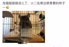 宠物举车牌，日赚200+的暴利项目-蜗牛学社